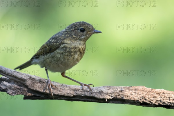 European Robin (Erithacus rubecula) juvenile, Lower Saxony, Germany