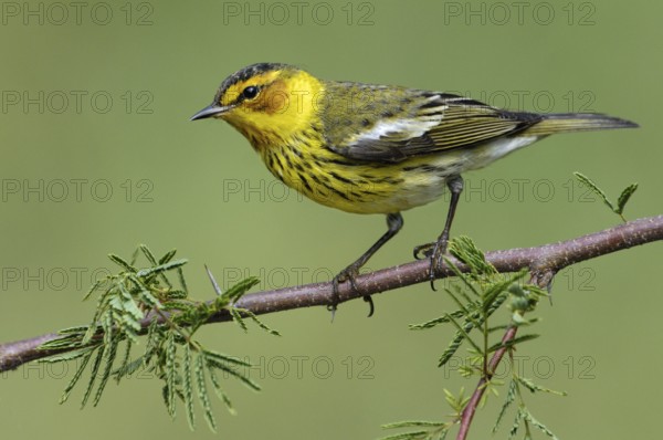 Cape May Warbler (Setophaga tigrina), Texas, USA