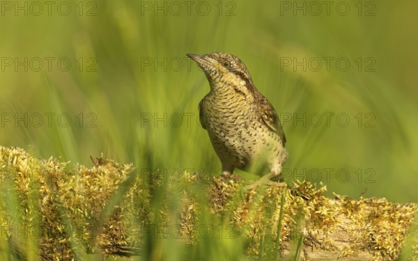 Wendehals (Jynx torquilla)