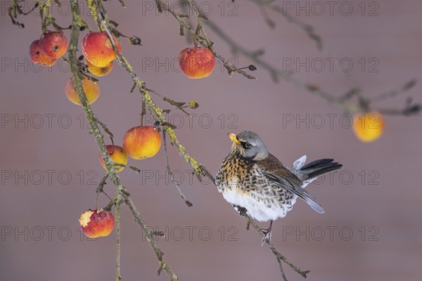 Fieldfare (Turdus pilaris) perched in an apple tree, North Rhine-Westphalia, Germany