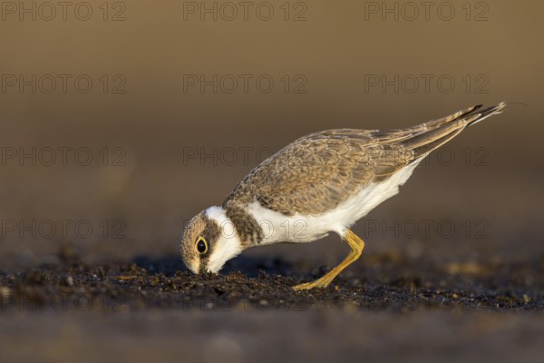 Little Ringed Plover (Charadrius dubius) juvenile, North Rhine-Westphalia, Germany