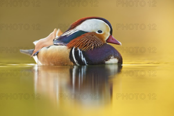 Mandarinente, Aix galericulata Mandarin Duck, Aix galericulata