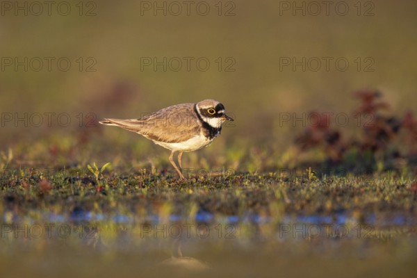 Little Ringed Plover (Charadrius dubius), North Rhine-Westphalia, Germany
