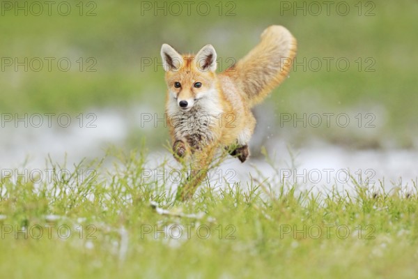 Red Fox jumping, Vulpes vulpes, wildlife scene from Europe. Orange fur coat animal in the nature habitat. Fox on the green forest meadow