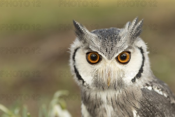 Southern White-faced Owl (Ptilopsis granti) captive, Germany