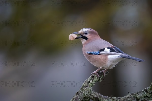 Eurasian Jay (Garrulus glandarius) with walnut in beak, Saxony-Anhalt, Germany