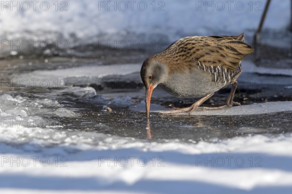 Water Rail (Rallus aquaticus) at an icehole, Mecklenburg-Western Pomerania, Germany