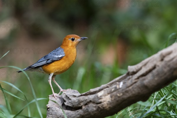 Orange-headed Thrush (Geokichla citrina innotata), Yunnan, China