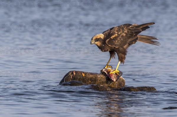 Western Marsh Harrier (Circus aeruginosus) female eating fish, Mecklenburg-Western Pomerania