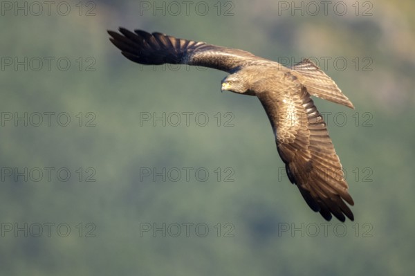 Black Kite (Milvus migrans) flying, Madrid, Spain