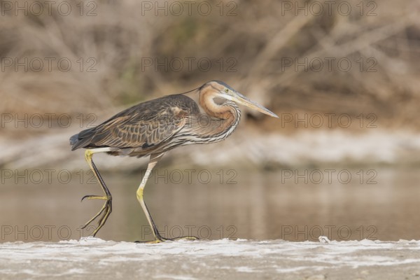 Purple Heron (Ardea purpurea) foraging, Eilat, Israel