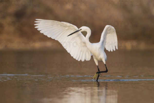 Little Egret (Egretta garzetta) foraging, Eilat, Israel