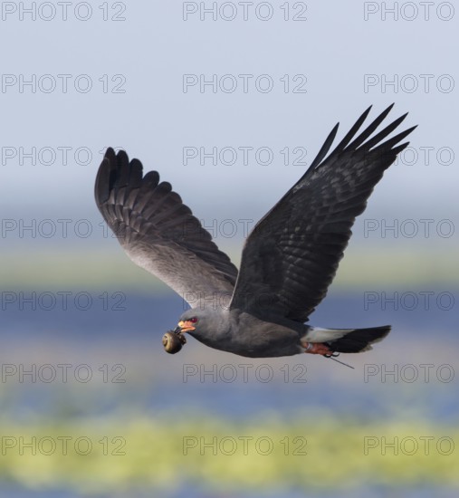 Snail Kite (Rostrhamus sociabilis) male flying with snail in its beak, Florida, USA