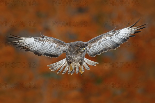 Flying bird Buzzard hawk with blurred orange autumn tree forest in background. Wildlife scene from nature. Bird in fly. Hawk in the nature habitat. Orange leaves during fall season. Hawk, open wing