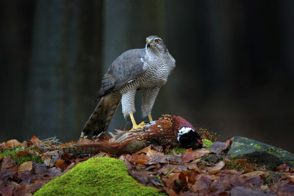 Bird bahaviour, wildlife scene from nature. Goshawk with killed Common Pheasant on the moss in green forest, bird of prey in the nature habitat, Germany. Hawk predator with catch