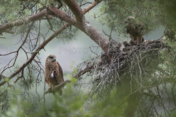 Red Kite (Milvus milvus) juvenile perched in a tree at nest, Hesse, Germany