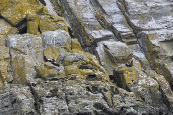 Pigeon Guillemot (Cepphus columba), British Columbia, Canada