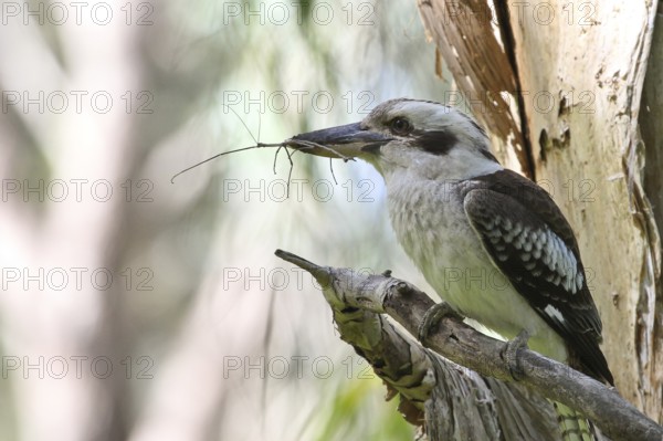 Laughing Kookaburra (Dacelo novaeguineae), Queensland, Australia