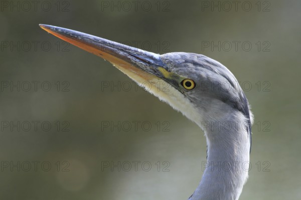 Grey Heron (Ardea cinerea), North Rhine-Westphalia, Germany