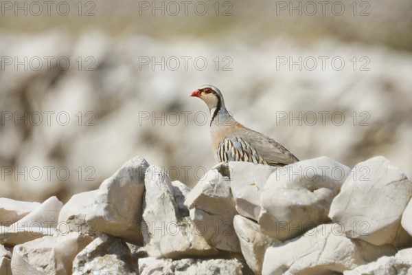 Rock Partridge (Alectoris graeca), Croatia