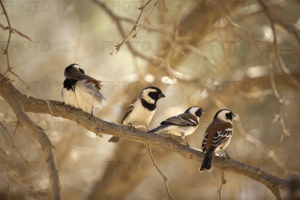 Cape Sparrow (Passer melanurus), Naukluft Park, Namibia