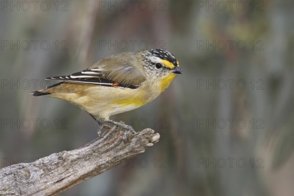 Striated Pardalote (Pardalotus striatus) male, Australian Capital Territory, Australia
