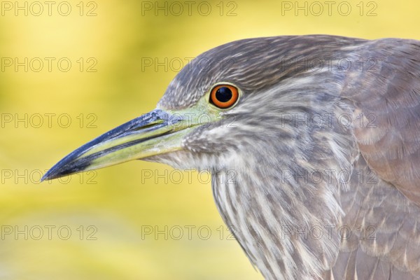 Black-crowned Night Heron (Nycticorax nycticorax), Arizona, USA