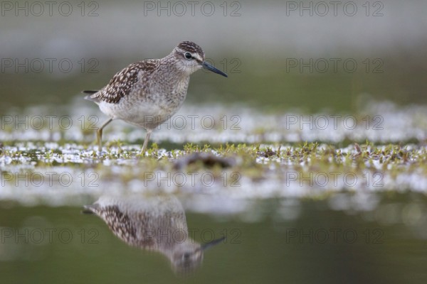 Wood Sandpiper (Tringa glareola) foraging, North Rhine-Westphalia, Germany
