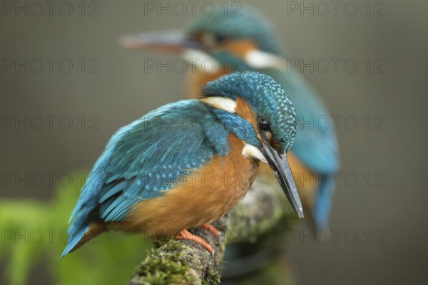 Common Kingfisher (Alcedo atthis) pair perched on a branch, Lower Saxony, Germany