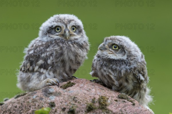 Little Owl (Athene noctua) chicks perched on a stone, Lower Saxony, Germany