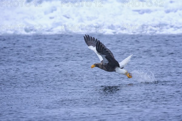 Steller's Sea Eagle (Haliaeetus pelagicus) flying with fish prey in its claws, Hokkaido, Japan