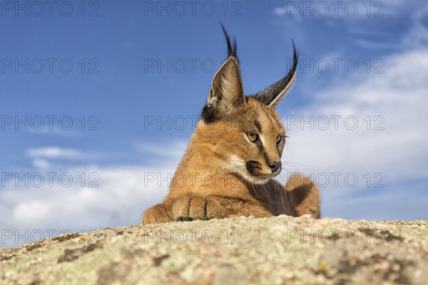 Caracal (Caracal caracal) lying on a rock, Castile-La Mancha, Spain