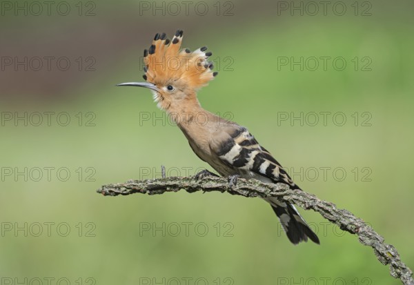 Eurasian Hoopoe (Upupa epops) perched on a branch, Aosta Valley, Italy