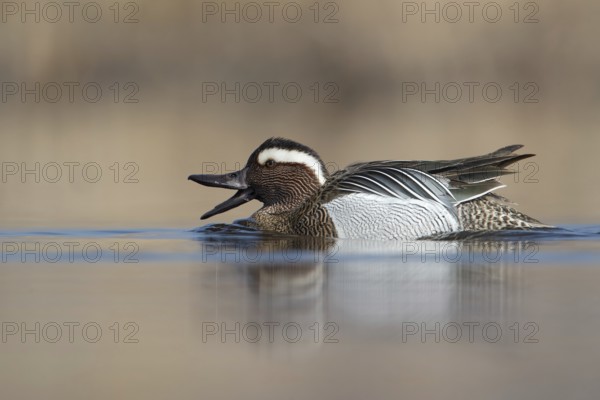 Garganey (Spatula querquedula) male, Saxony, Germany