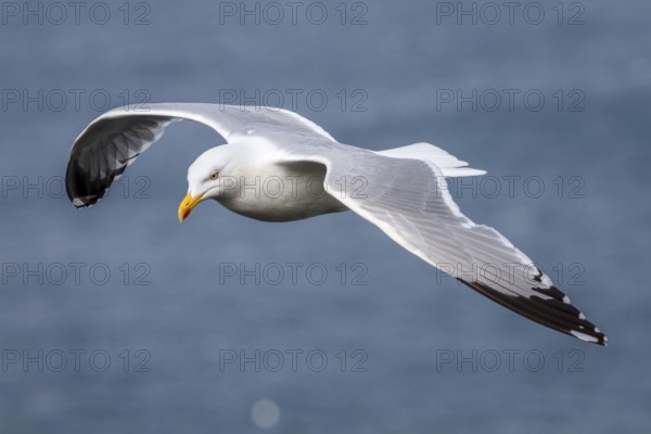 European Herring Gull (Larus argentatus), flying, East Yorkshire, United Kingdom