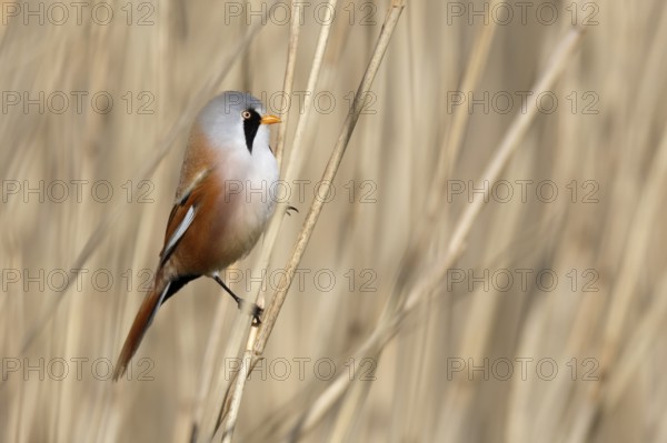 Bearded Reedling (Panurus biarmicus) male perched in reedbed, Mecklenburg-Western, Pomerania, Germany
