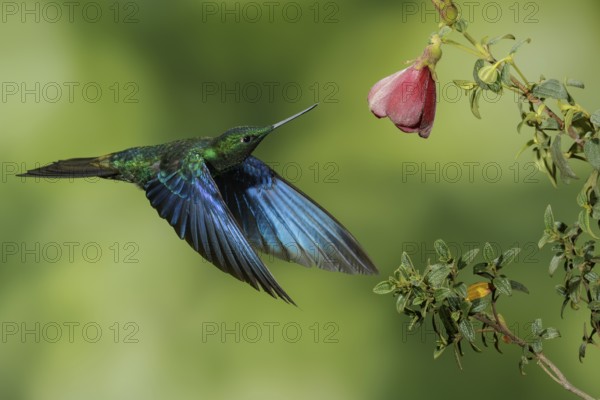 Great Saphirewing (Pterophanes cyanopterus) flying and feeding at a flower in the mountains of Colombia, South America