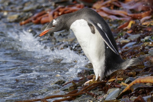 Gentoo Penguin (Pygoscelis papua) perched on a rocky beach on South Georgia Island