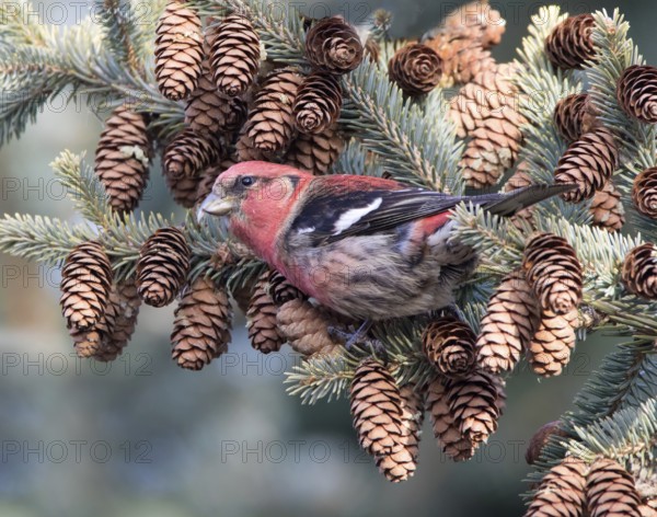 A male White-winged Crossbill, Loxia leucoptera, feeding on pine seeds in a spruce tree in Saskatoon, Saskatchewan