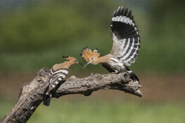 Eurasian Hoopoe (Upupa epops) female with juvenile, Aosta Valley, Italy