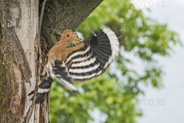 Eurasian Hoopoe (Upupa epops) at nest hole, Aosta Valley, Italy