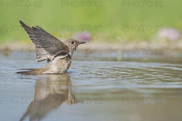 Spotted Flycatcher (Muscicapa striata) bathing, Aosta Valley, Italy