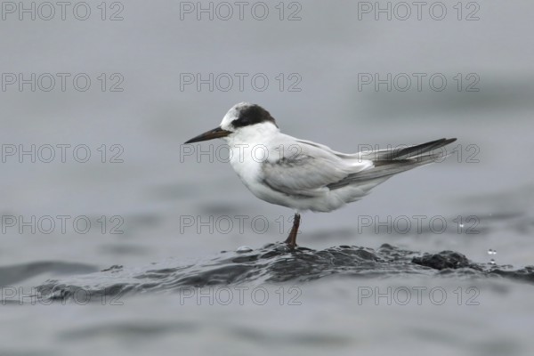 Little Tern (Sternula albifrons), Victoria, Australia