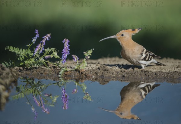 Eurasian Hoopoe (Upupa epops), Aosta Valley, Italy