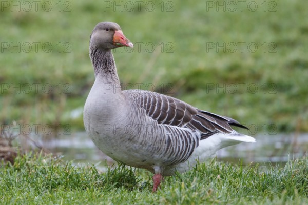 Greylag Goose (Anser anser), Netherlands