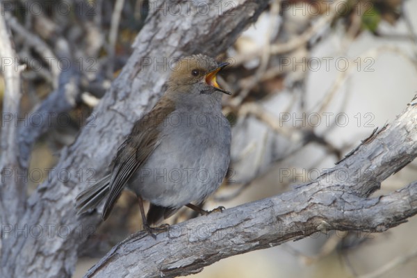Photographed on the Island of Hawaii.Endemic to the Island of Hawaii