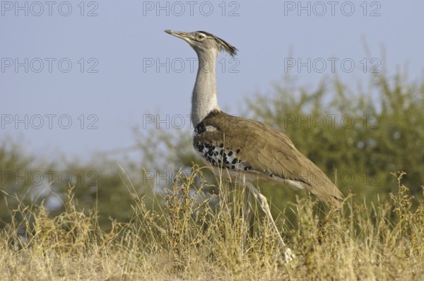 Kori Bustard (Ardeotis kori), Botswana