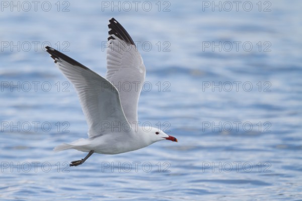 Audouin's Gull (Ichthyaetus audouinii) flying, Mallorca, Spain