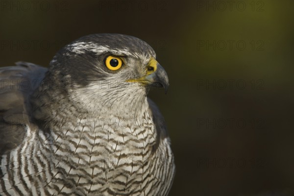 Northern Goshawk (Accipiter gentilis) female, Utrecht, Netherlands