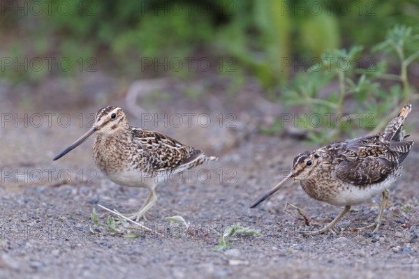 Common Snipe (Gallinago gallinago) pair, Iceland